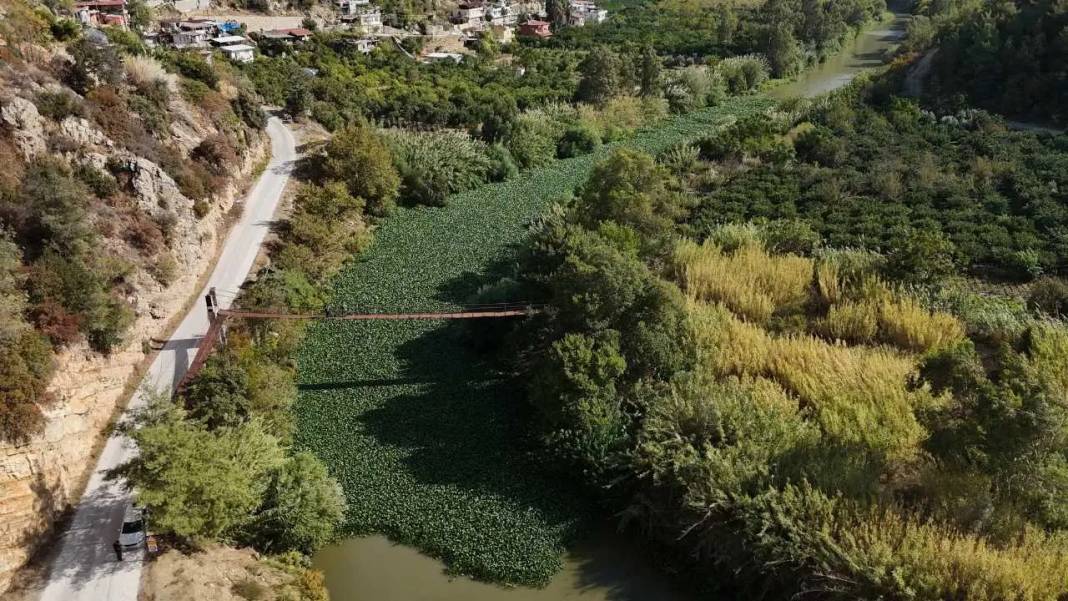 Hatay’da Görsel Şölen Mest Etti: Asi Nehri Sümbül Cenneti Oldu! 7